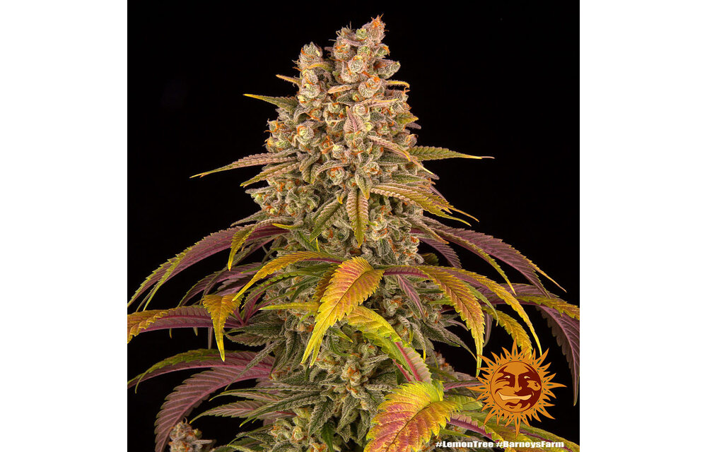 Barney's Farm Lemon Tree Fem