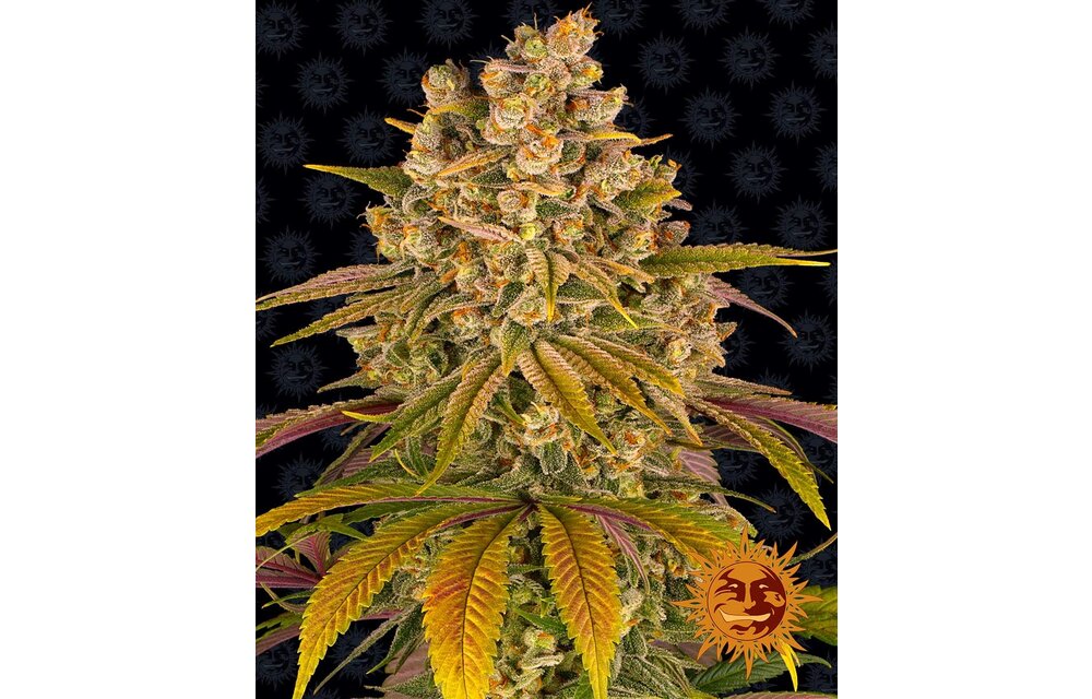 Barney's Farm Lemon Tree Fem