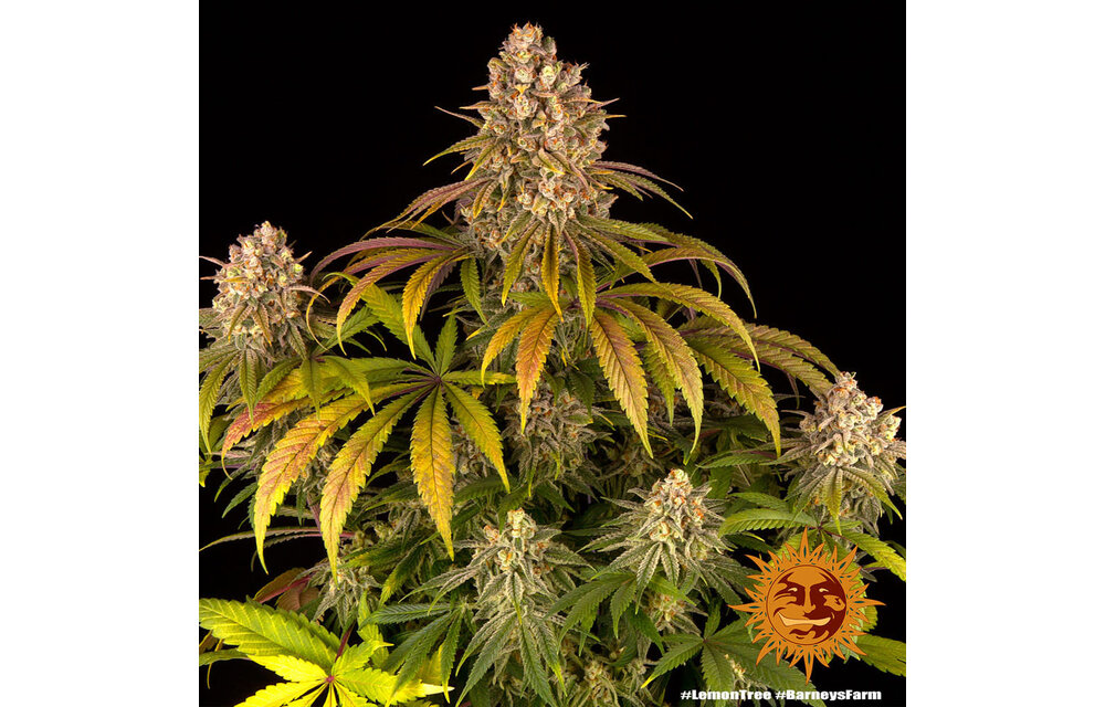 Barney's Farm Lemon Tree Fem