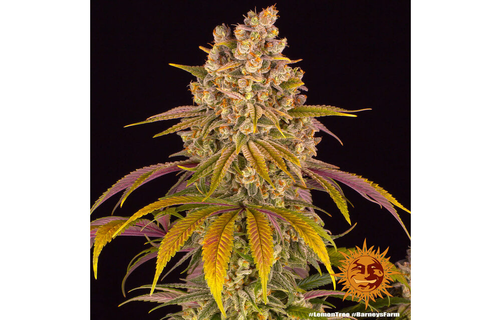 Barney's Farm Lemon Tree Fem