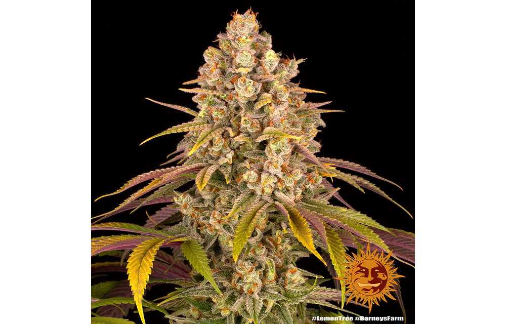 Barney's Farm Lemon Tree Fem