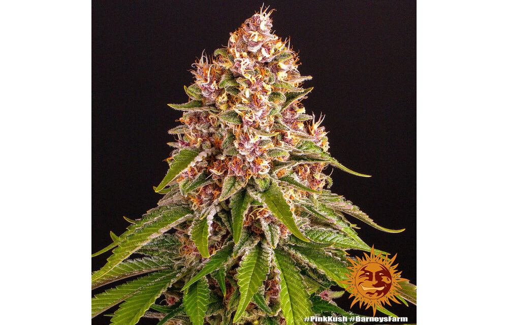 Barney's Farm Pink Kush Fem