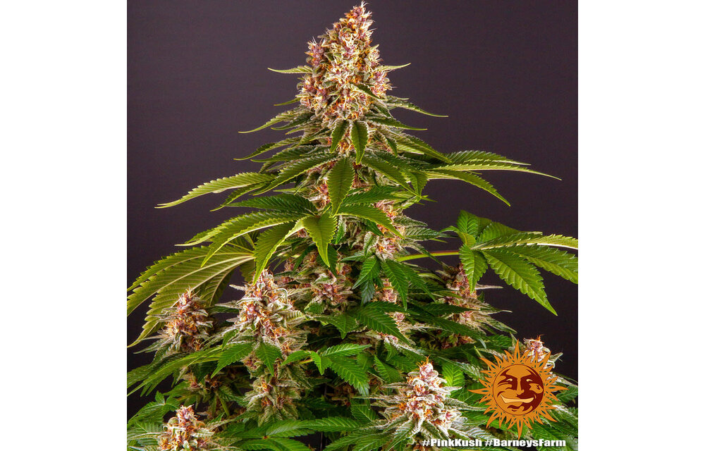 Barney's Farm Pink Kush Fem