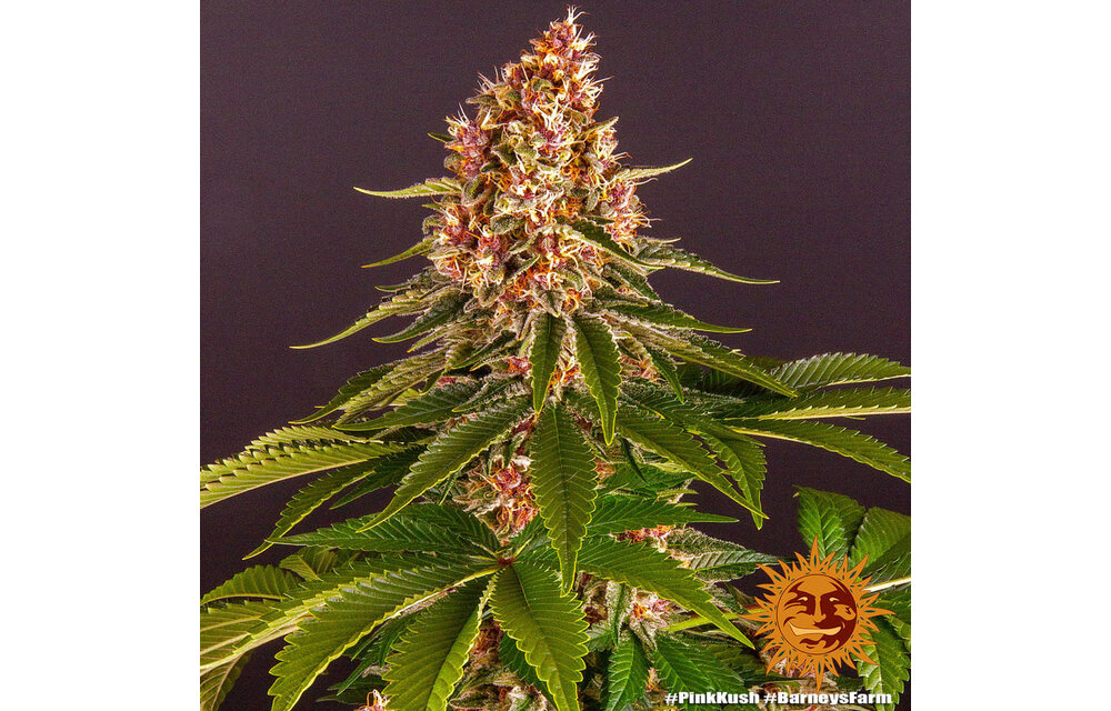 Barney's Farm Pink Kush Fem