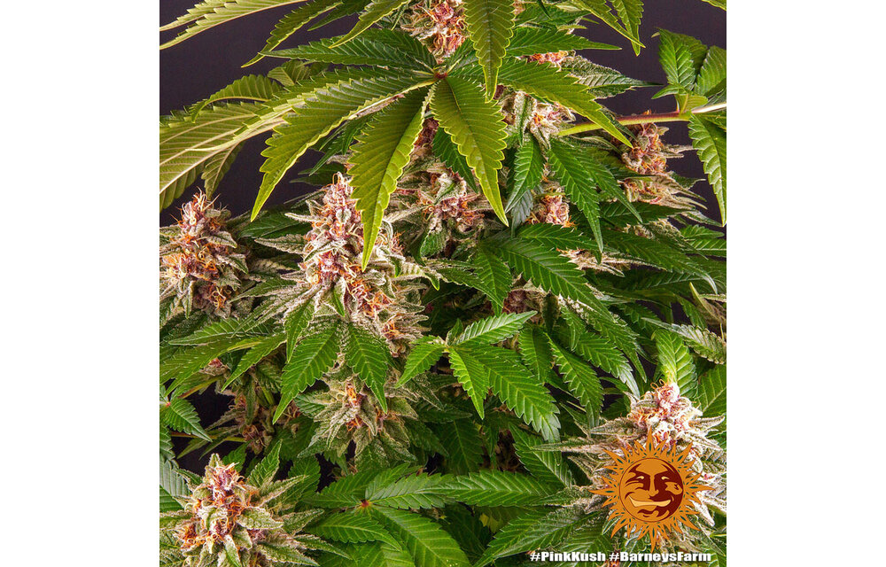 Barney's Farm Pink Kush Fem