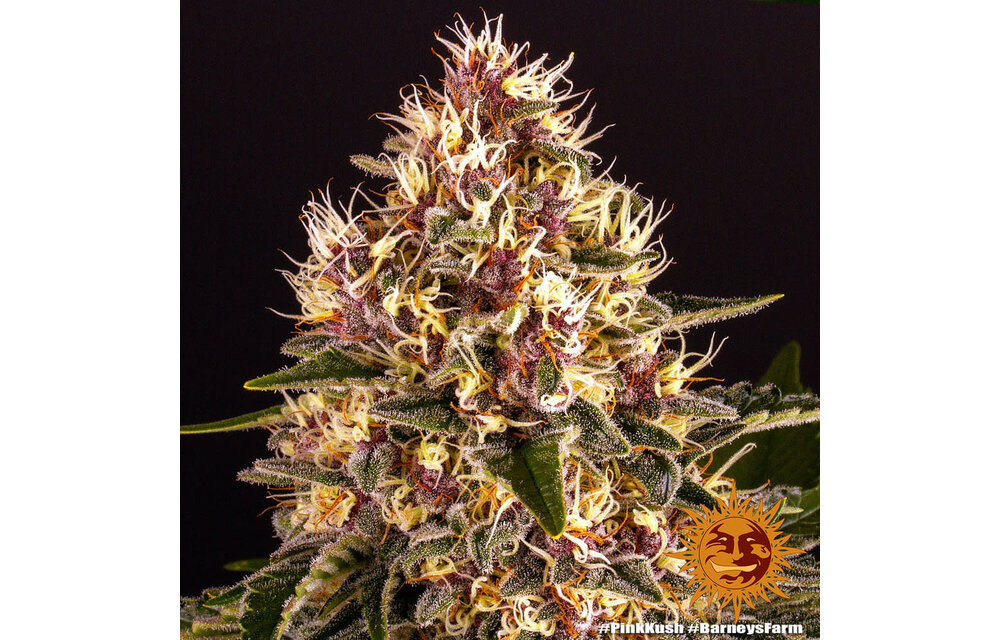 Barney's Farm Pink Kush Fem