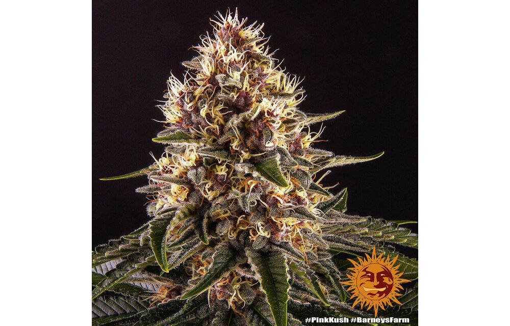 Barney's Farm Pink Kush Fem