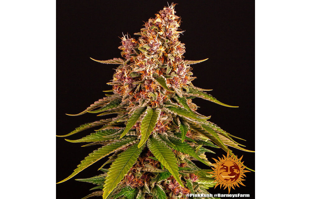 Barney's Farm Pink Kush Fem