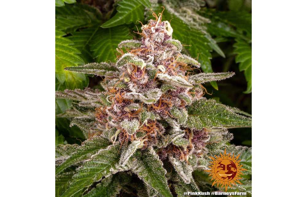 Barney's Farm Pink Kush Fem