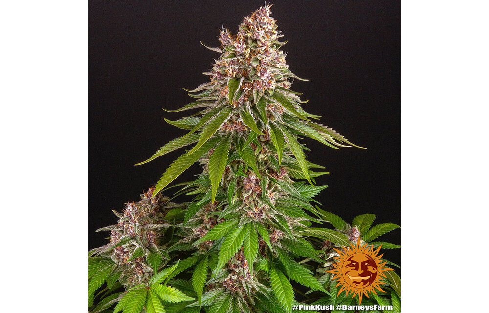 Barney's Farm Pink Kush Fem