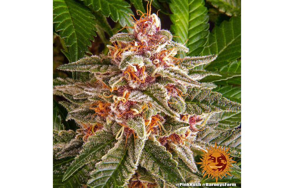 Barney's Farm Pink Kush Fem