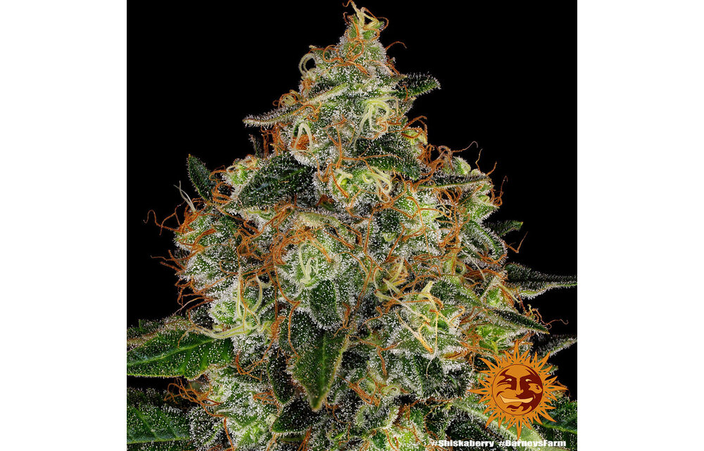 Barney's Farm Shiskaberry Fem