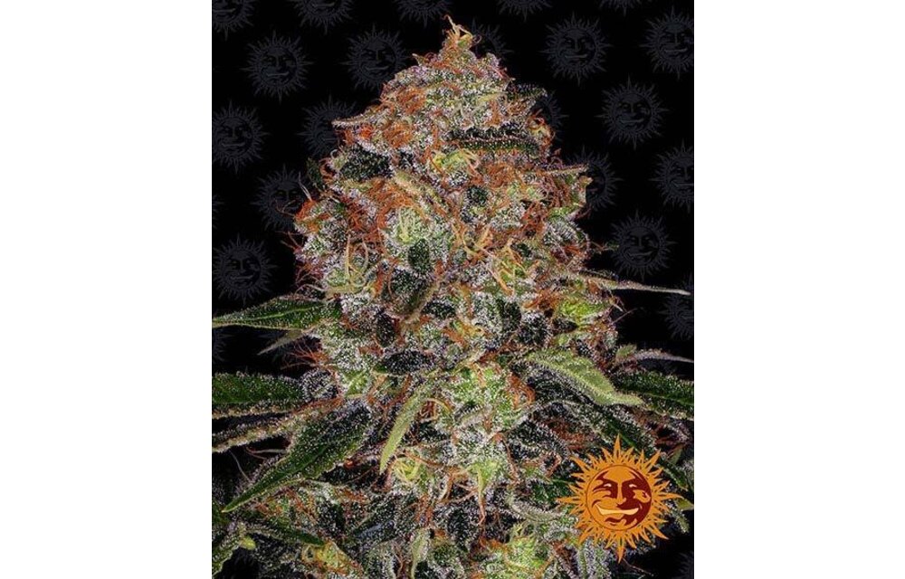 Barney's Farm Shiskaberry Fem