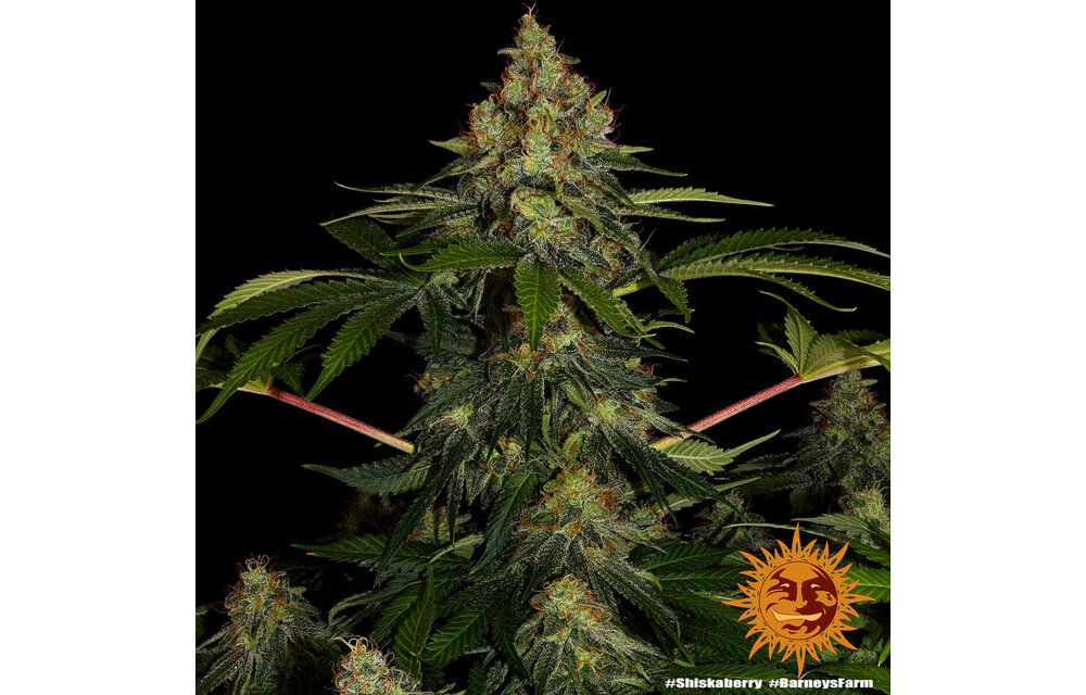 Barney's Farm Shiskaberry Fem