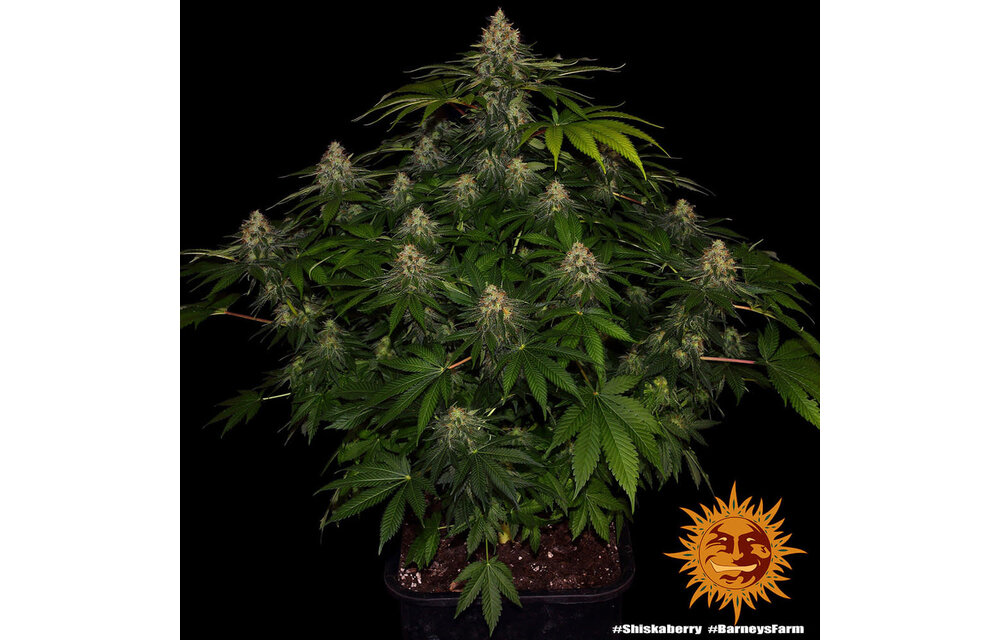 Barney's Farm Shiskaberry Fem
