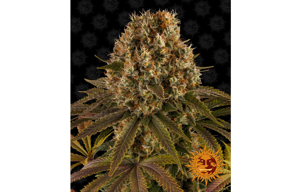 Barney's Farm Strawberry Lemonade Fem