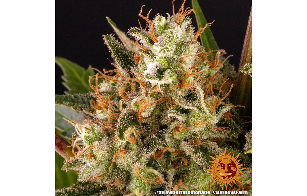 Barney's Farm Strawberry Lemonade Fem