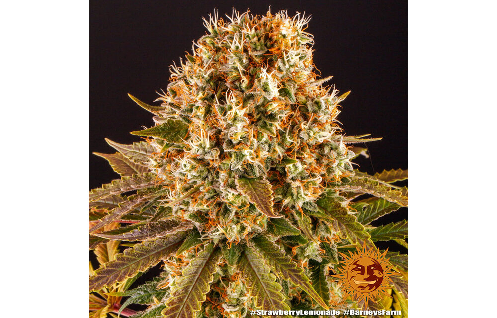 Barney's Farm Strawberry Lemonade Fem