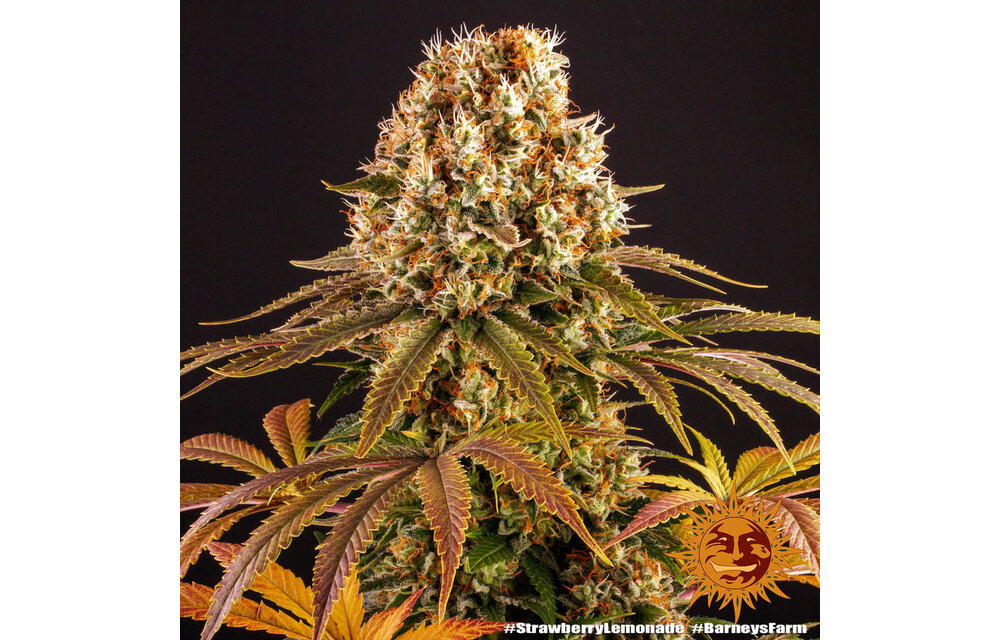 Barney's Farm Strawberry Lemonade Fem