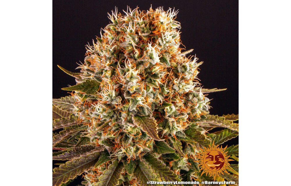 Barney's Farm Strawberry Lemonade Fem