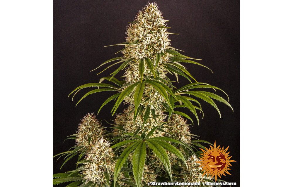 Barney's Farm Strawberry Lemonade Fem