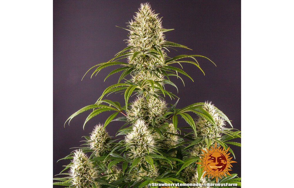 Barney's Farm Strawberry Lemonade Fem