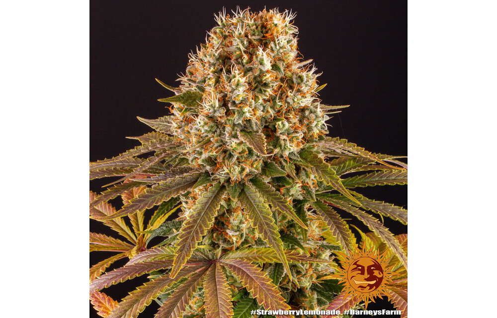 Barney's Farm Strawberry Lemonade Fem