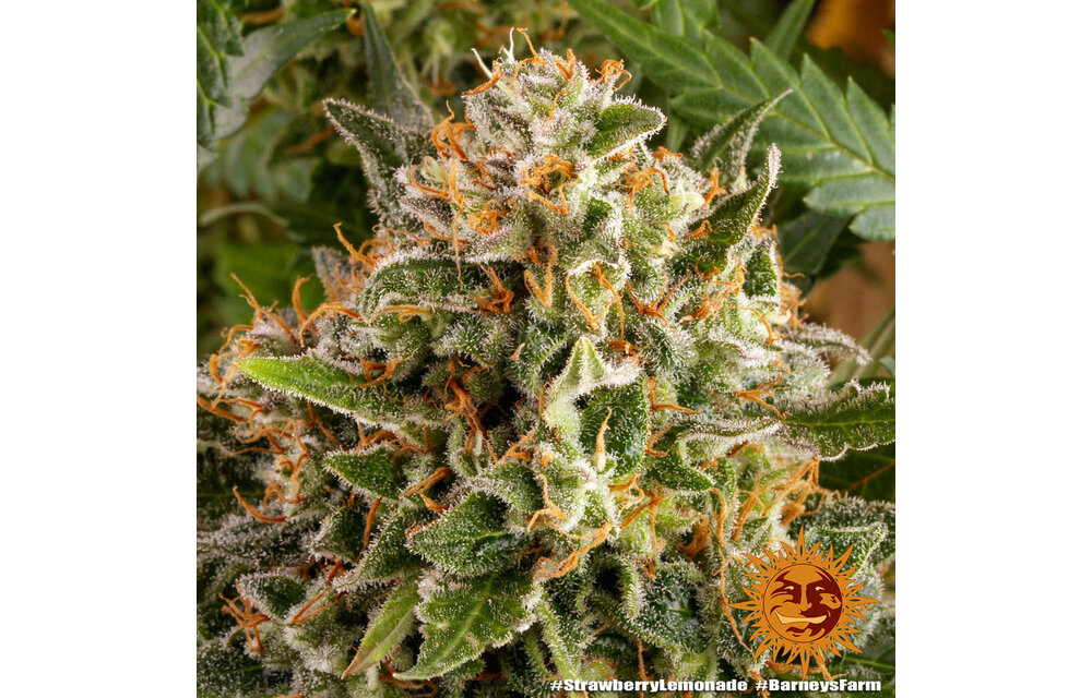 Barney's Farm Strawberry Lemonade Fem