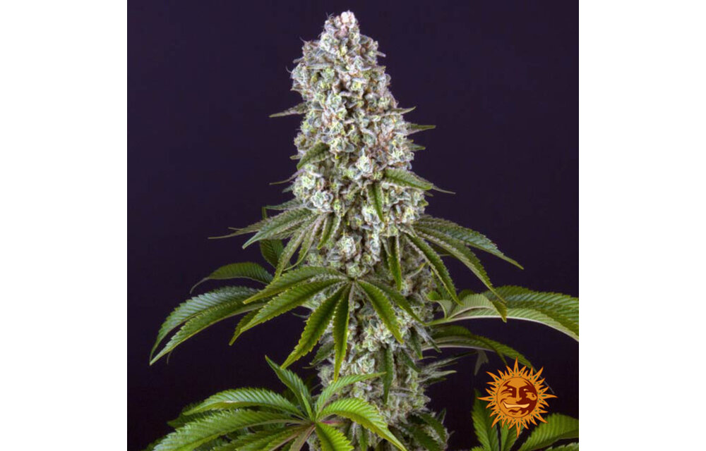 Barney's Farm Tropicanna Banana Fem