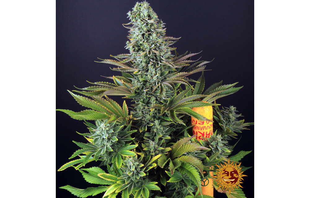 Barney's Farm Tropicanna Banana Fem