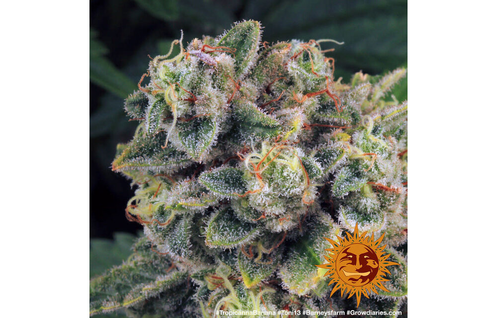 Barney's Farm Tropicanna Banana Fem
