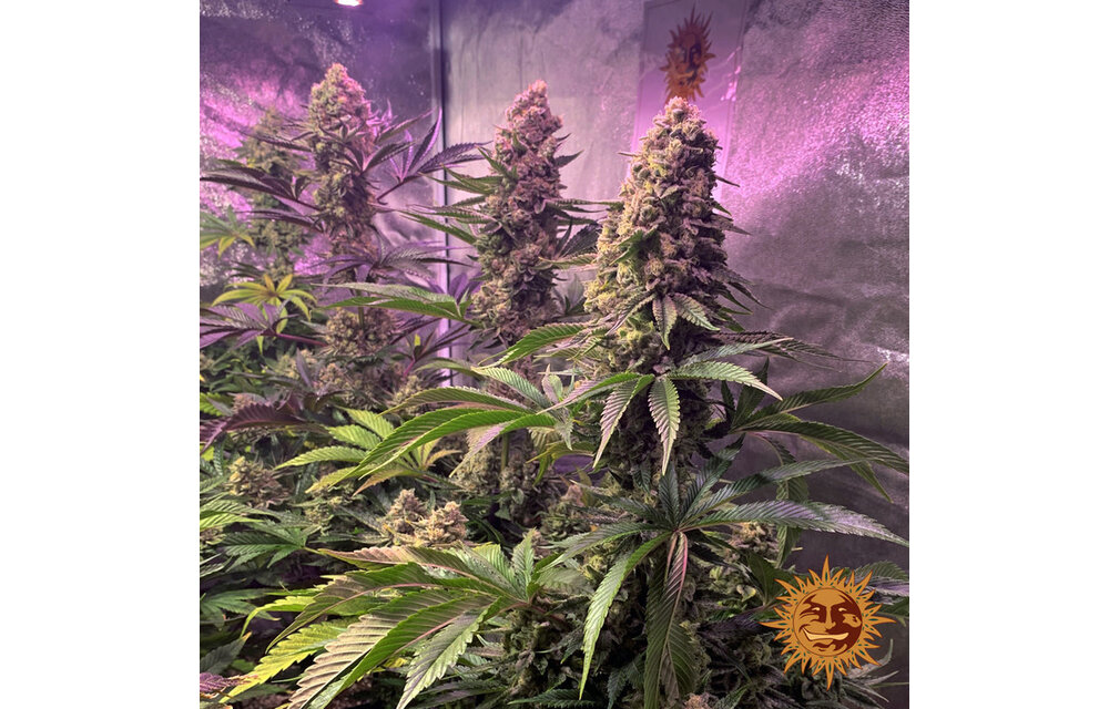 Barney's Farm Tropicanna Banana Fem
