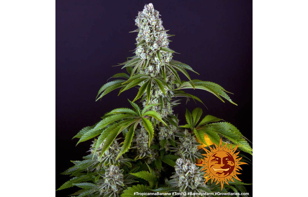 Barney's Farm Tropicanna Banana Fem