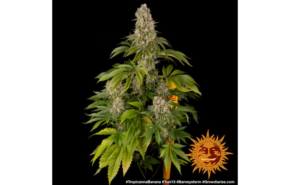 Barney's Farm Tropicanna Banana Fem