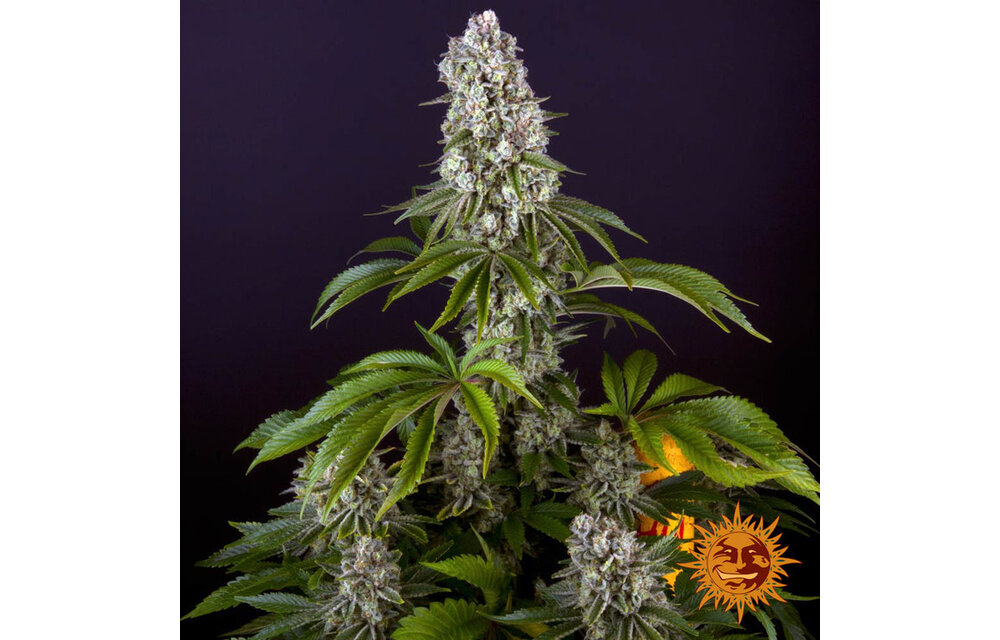 Barney's Farm Tropicanna Banana Fem