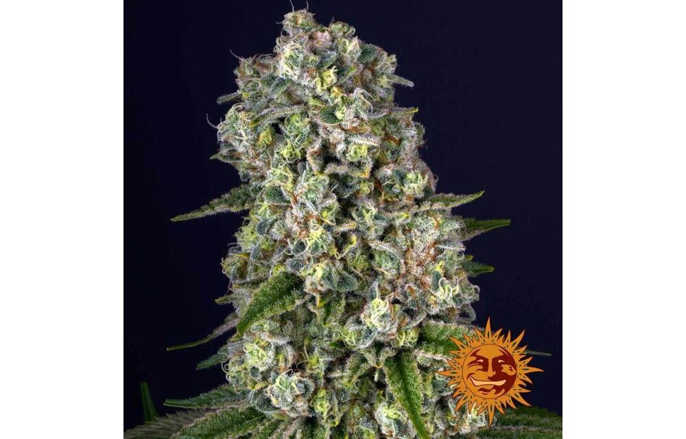 Barney's Farm Tropicanna Banana Fem