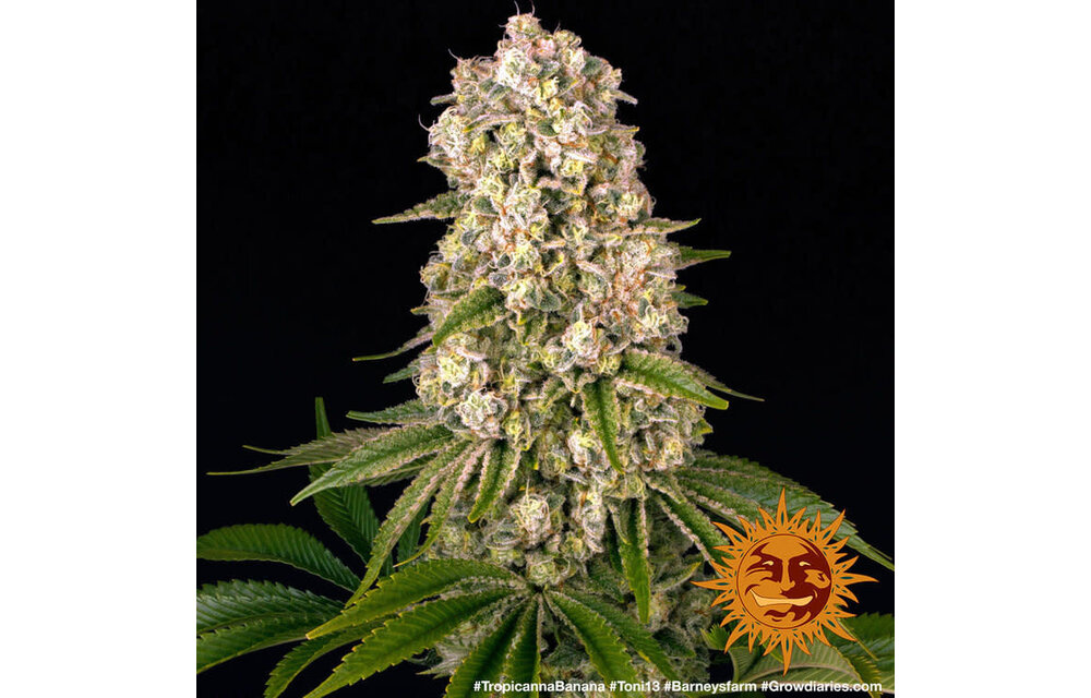 Barney's Farm Tropicanna Banana Fem