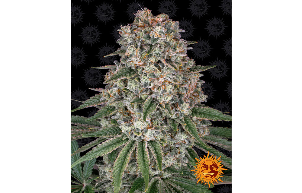 Barney's Farm Tropicanna Banana Fem