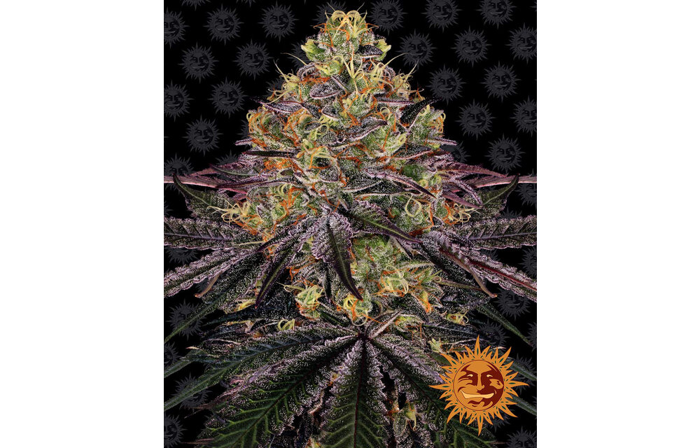 Barney's Farm Watermelon Zkittlez Fem