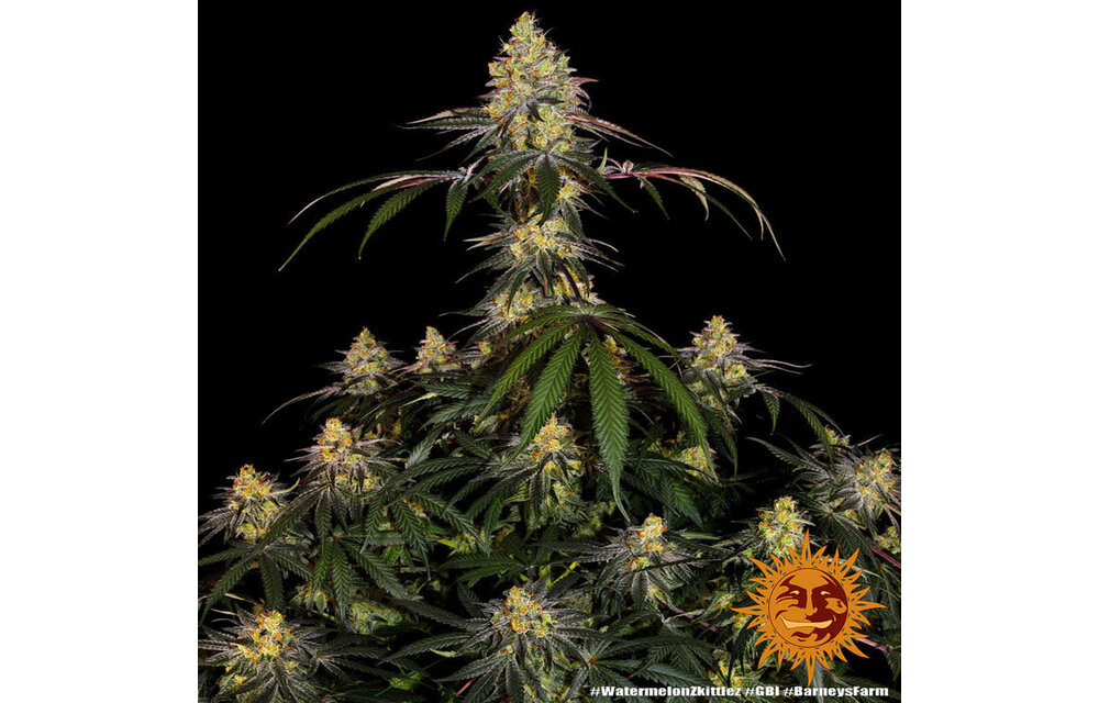 Barney's Farm Watermelon Zkittlez Fem