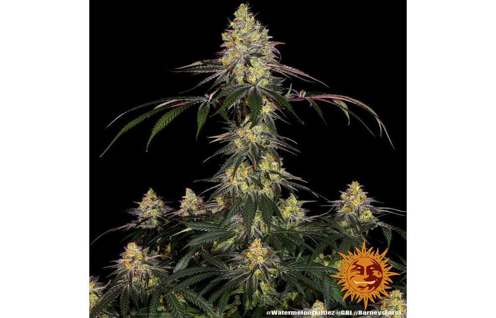 Barney's Farm Watermelon Zkittlez Fem