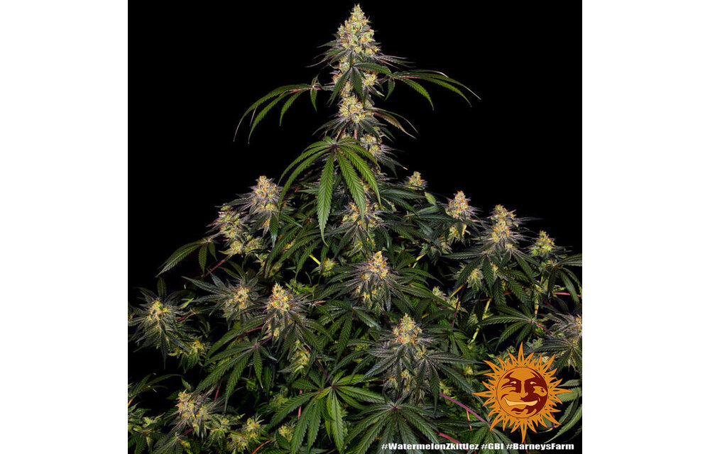 Barney's Farm Watermelon Zkittlez Fem