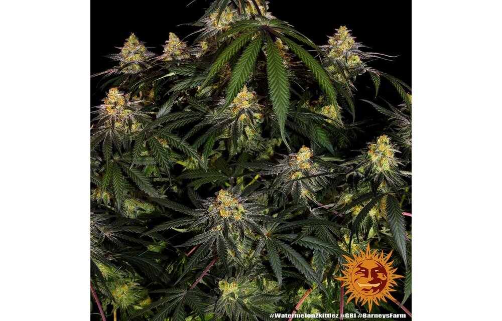 Barney's Farm Watermelon Zkittlez Fem