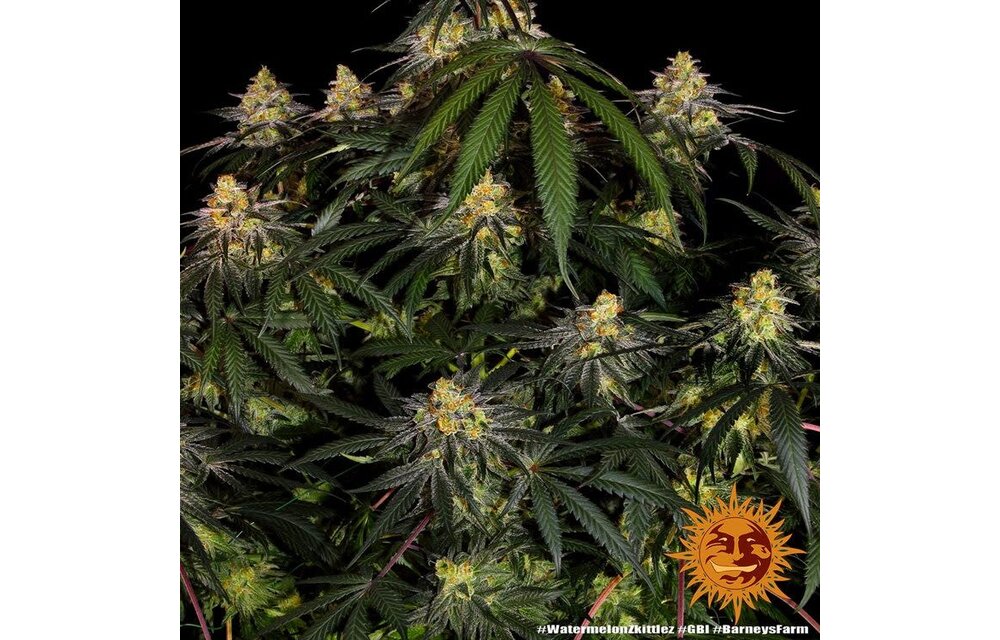 Barney's Farm Watermelon Zkittlez Fem