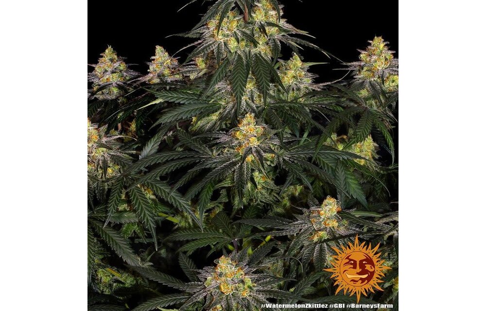 Barney's Farm Watermelon Zkittlez Fem