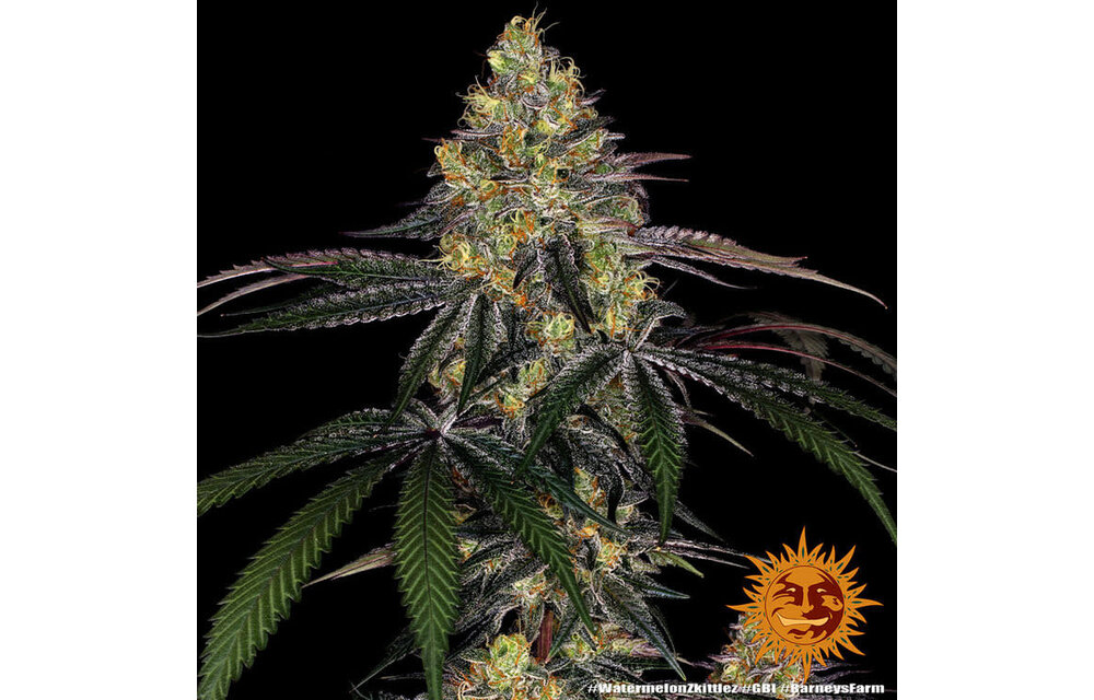 Barney's Farm Watermelon Zkittlez Fem