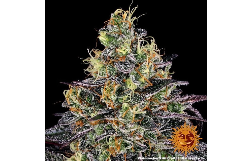 Barney's Farm Watermelon Zkittlez Fem