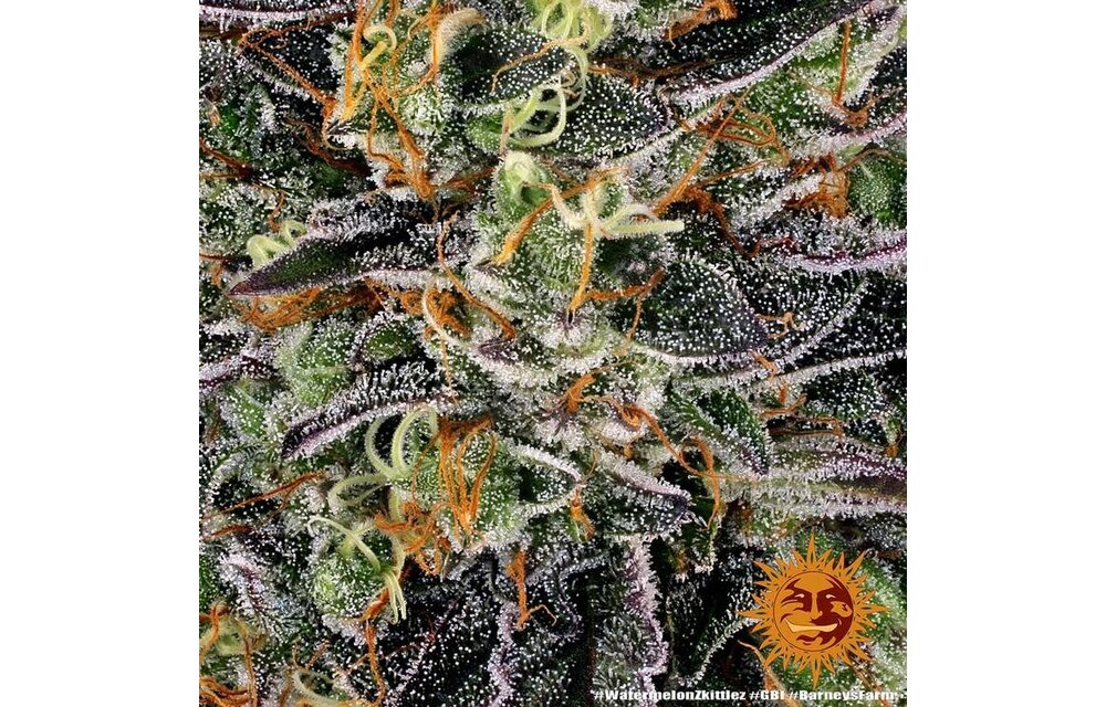 Barney's Farm Watermelon Zkittlez Fem