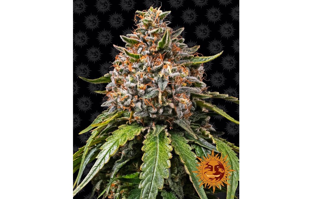 Barney's Farm White Widow XXL Fem