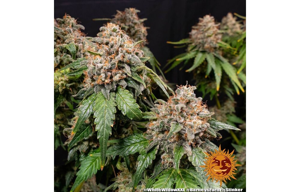 Barney's Farm White Widow XXL Fem